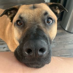 Meet your Posher, Monika